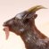 Goat Simulator 3
